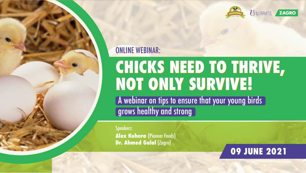 chicks-overall-survivability-starts-from-day-one-webinar